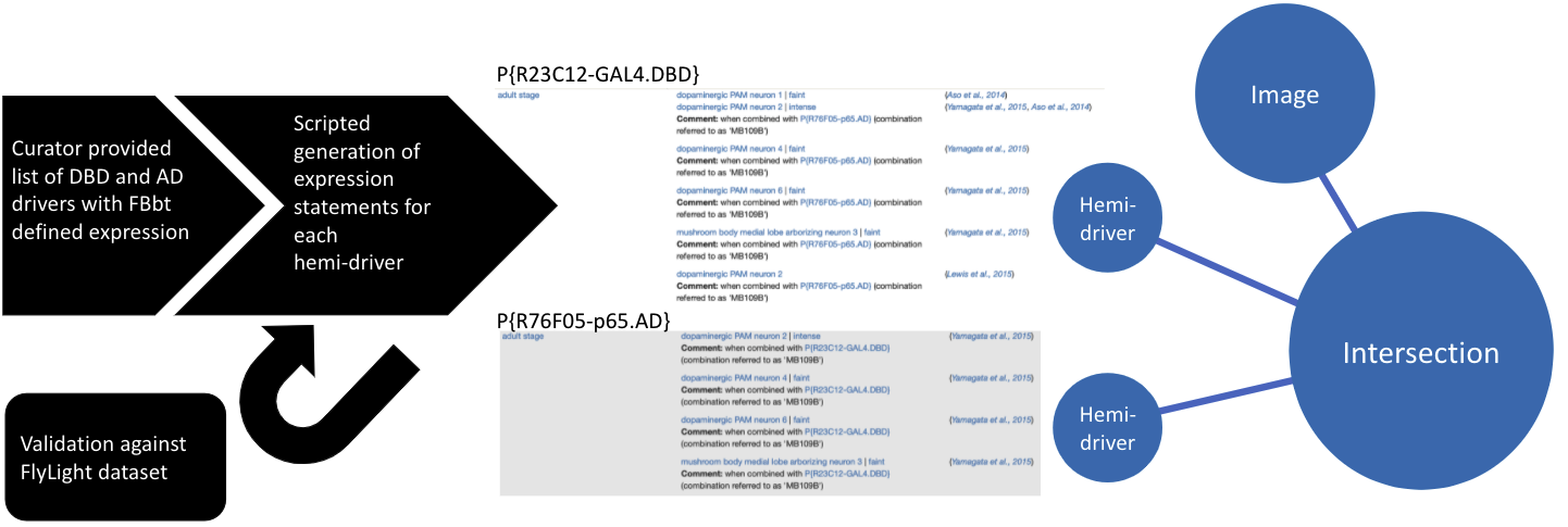 This techniques work by driving the expression of target transgenes at the intersection between the expression patterns of two hemi-driver transgenes.